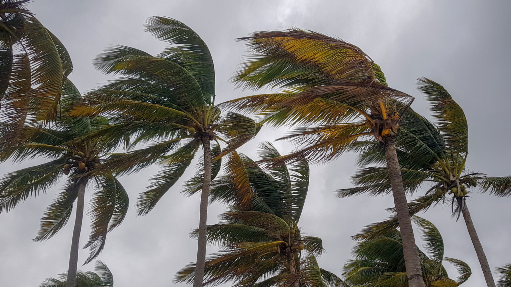 Viento en Mallorca. Palmeras em peligro por viento.